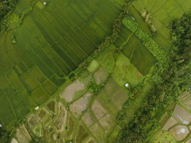 Ubud 'daki pirinç tarlalarının ve ağaçların drone görüntüsü