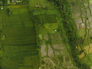 Ubud 'daki pirinç tarlalarının ve palmiye ağaçlarının drone görüntüsü