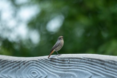 Taş bir çitin üzerinde küçük gri bir kuş