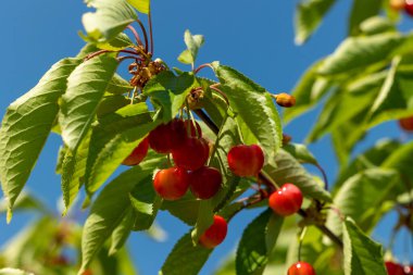 Mavi gökyüzüne karşı bir dalda olgun kirazlar