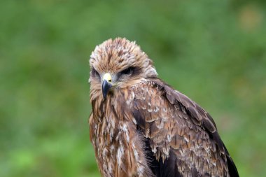 Vahşi doğadaki kahverengi bir şahinin portresi. 