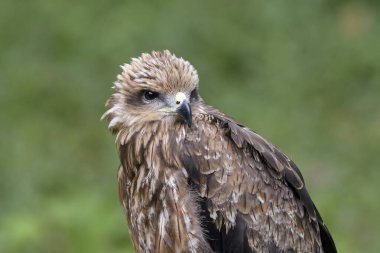Vahşi doğadaki kahverengi bir şahinin portresi. 