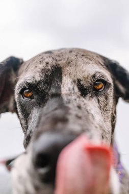 Merle Great Dane kurtarma köpeğinin burun yalarkenki yakın çekimi.