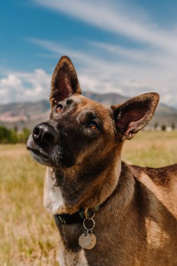 Malinois Belçika çoban köpeği portresi dağların önünde eğildi