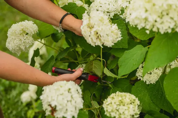 Arka bahçede makasla buket yapmak için ortanca çiçeği kesen bir kadın.