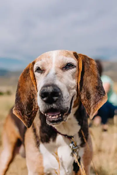 stock image portrait of senior Treeing Walker Coonhound hound dog