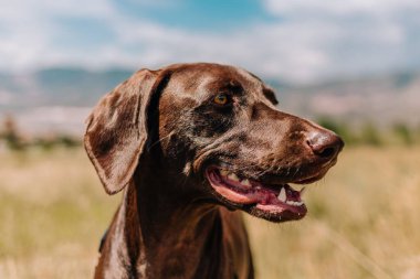 Çikolata rengi labradorun portresi melez it kurtarma köpeği.