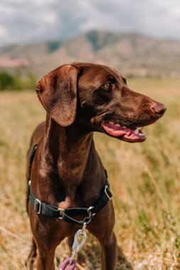 Çikolata rengi labradorun portresi melez it kurtarma köpeği.