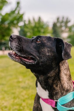 Kurtarma pitbull karışık köpek gülümseyen ve sahibine bakan