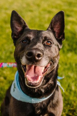 Mutlu melez köpek kurtarma köpeği kameraya bakıp gülümsüyor.