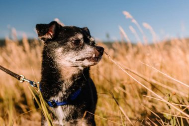 Huysuz yaşlı siyah chihuahua köpeği dudağında dişle
