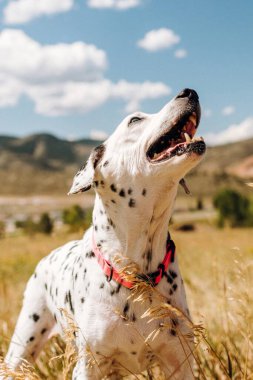 Mutlu Dalmaçyalı kıdemli köpek güneşli yaz gününde sahibine gülümsüyor.