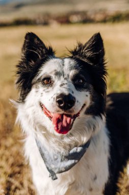 Mutlu sınır çoban köpekleri kameraya gülümsüyor.