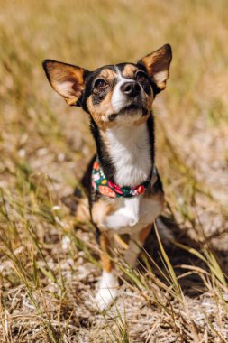 Kurtarma köpeği Chihuahua oturuyor ve kameralı sahibine bakıyor.