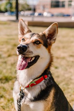 Parkta gülümseyen melez köpek çoban köpeğini kurtarın.