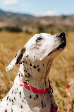 Kıdemli Dalmaçyalı köpek yaz boyunca tarla sahibine bakar.