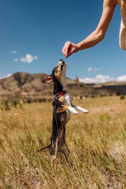 Kurtarma köpeği Chihuahua karışımı dağlarda tedavi için atlıyor.