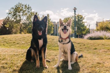 Alman çoban köpekleri parkta yaz güneşinde gülümsüyor.