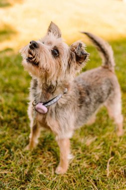 Yorkshire Teriyeri Yorkie altın saatinde çimlerde