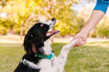 Border Collie yaz güneşinde parkta sahibinin elini sıkıyor.