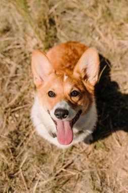 Portakal ve beyaz Pembroke Galli Corgi kameraya bakıyor