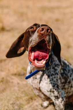 Mutlu safkan Alman Shorthair köpeği güneşte gülümsüyor