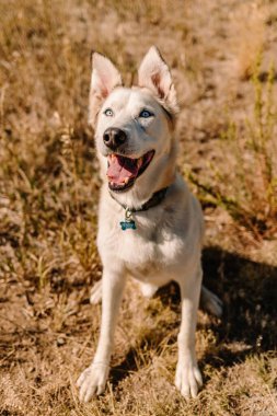 Husky Shepherd melez it kurtarma köpeği kameraya bakıyor.
