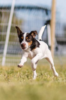 Danimarkalı Farmdog terrier köpeği. Tuzak kursunda köpek sporu yapıyor.