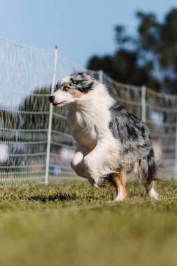 Mavi Merle Avustralyalı Çoban Köpeği Koşan Yem Pisti Sporu