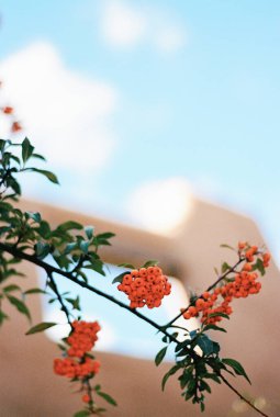 Sunny New Mexico 'da Turuncu Meyveler ve Mavi Gökyüzü