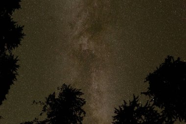 Yıldızlarla dolu gece gökyüzü ağaçların siluetiyle