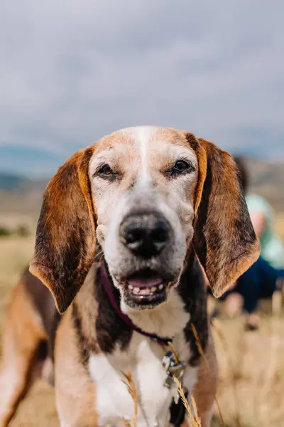 stock image portrait of senior Treeing Walker Coonhound hound dog