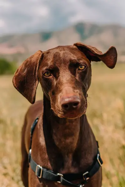 Stock image Chocolate Brown Labrador mixed breed mutt rescue dog with funny ear