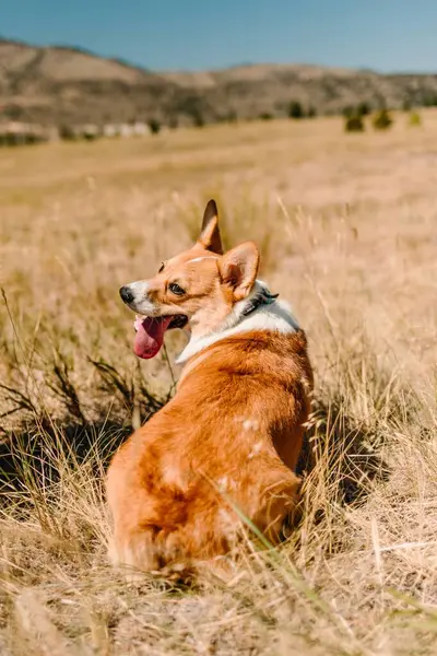 stock image Orange and white Pembroke Welsh Corgi looking over shoulder