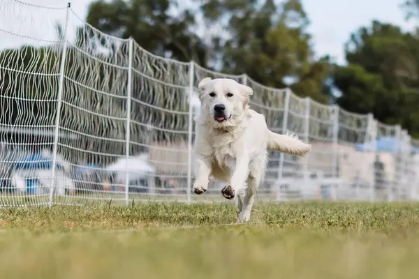 İngiliz Cream Golden Retriever av köpeği sporu yapıyor.