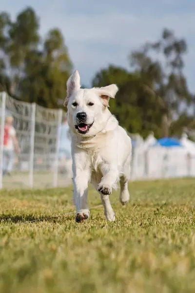 stock image light english cream golden retriever dog running lure course sport