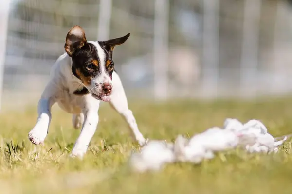 stock image Danish Swedish Farmdog terrier puppy running lure course dog sport