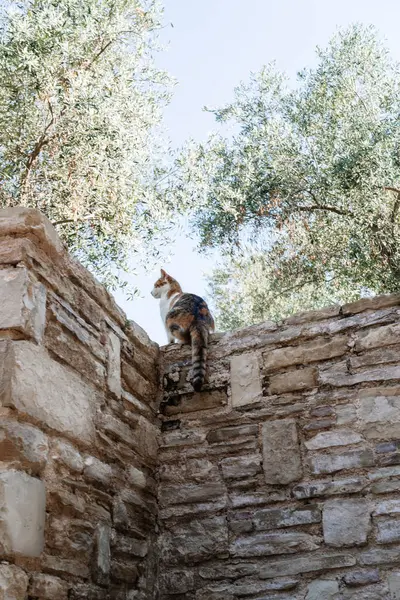 Kusadasi Türkiye 'deki Park' ta Dolaşan Sokak Kedisi
