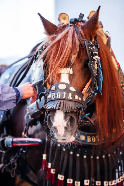 Corpus Christi geçidinde at