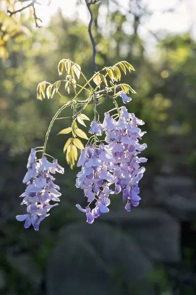 stock image Purple wisteria flowers hanging with soft sunlight background