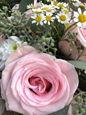 Beyaz papatyaları ve yeşillikleri olan açık pembe bir gül.