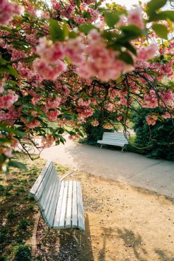 Prag 'da bir parkta, bir bankın üzerinde pembe sakura açıyor.