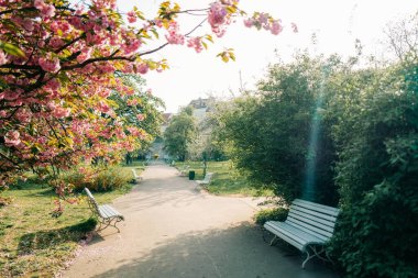 Prag parkındaki pembe ağaçlar ve banklar