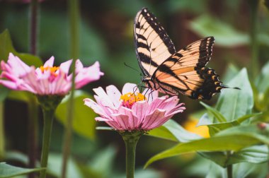 A Butterfly Pollinating A Flower clipart