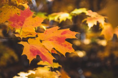 Yapraklar Sarı 'dan Kırmızıya Değişiyor