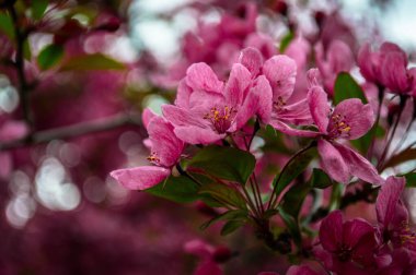 Canlı Pembe Makro İlkbahar Çiçekleri