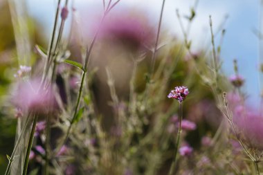 Verbena bonariensis 'e karşı açık mavi bir yaz gökyüzü, İngiltere