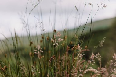 İngiltere 'de bulutlu bir günde çimenler rüzgarda sallanıyor.