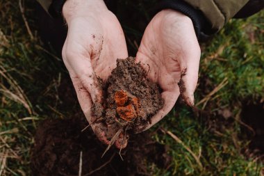 Hands holding soil containing oxidised iron, Scotland clipart