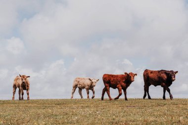 Yazın yeşil bir tarlada meraklı genç inekler.